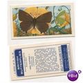 Brooke Bond Tea card BRITISH BUTTERFLIES no.36 ...