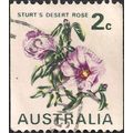 AUSTRALIA, FLOWERS, Sturt's Desert Rose, white ...