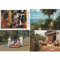 Funchal Grocers Fruit Sellers Running Carro Mar...