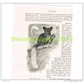 WHITE TAILED GALAGO, BOOK ILLUSTRATION (PRINT),...