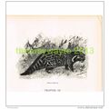 AFRICAN CIVET CAT, BOOK ILLUSTRATION (PRINT), c...