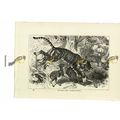 Royal Tiger, Book Illustration (Print), 1884