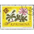 ROMANIA, FLOWER, Primula minima, yellow 1961, 1...