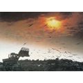 Scavenging Seagulls Royal Mail Postcard FDI Pos...