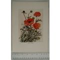 1905 coloured illustration: Oriental Poppies