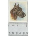 1939 Godfrey Phillips Our Dogs No. 29 The Scott...
