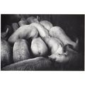 Swiss Switzerland Squashed Pigs Pig Pen Disaste...