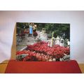 SHELL GARDENS, MONT LES VAUX, ST. BRELADE, JERS...