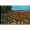 USA Postcard - Lompoc, California