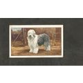 Cigarette Card Gallaher Dogs A series 1936 # 6 ...