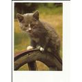 CAT Postcard by Carnation Foods