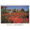 Poinsettas Canary Islands Postcard posted 1989 ...