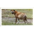 PLAYER'S GRANDEE CIGAR CARD AFRICAN WILDLIFE 19...