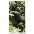 PLAYER'S GRANDEE CIGAR CARD AFRICAN WILDLIFE 19...