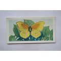1958 Swettenham tea card Butterflies & Moths No...