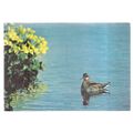 RED-NECK PHALAROPE, DUCK used postcard 1984 pos...