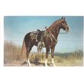 'HOSS' AMERICAN HORSE unused vintage US postcard