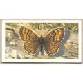 Brooke Bond Tea card BRITISH BUTTERFLIES no.17 ...