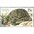 SOUTH WEST AFRICA, REPTILE, Leopard Tortoise, G...