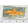 1933 Players Fresh-water Fishes, pink back No. ...
