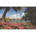 USA Postcard 1979 - Azaleas Beside Mirror Lake,...