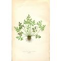 Fern prints - Lowe - ANTIQUE 1867 - ASPLENIUM R...