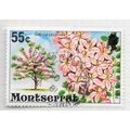 MONTSERRAT 1976 FLOWERING TREES PINK CASSIA USED