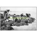 Collecting Seaweed, Boulogne sur Mer, France, c...