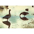 D023175 Grey Lag Geese. G. Cornwall. White Heat...