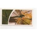 1981 SMALL WONDERS Brooke Bond Tea card No.16 D...