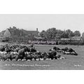 pu3052 - Flower Beds at the Welfare Ground, Woo...