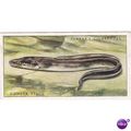 Players Sea Fishes Card No. 14 Corger Eel