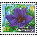 GUERNSEY, FLOWER, Clematis Royal Velvet, violet...