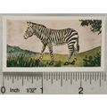 Neilson's Interesting Animals card No. 23 Zebra