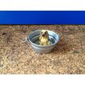 Dog in a Tin Bath (4) 1:12th Dolls House Miniature