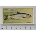 1933 Players Fresh-water Fishes, pink back No. ...