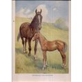 MOTHER & FOUL HORSES. . illustration by Albert ...