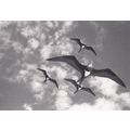Robert Northshield American Hawaii Frigate Bird...