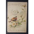1903 Postcard Christmas Greeting Bird Antique T...
