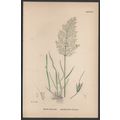SPREADING SILKY BENT-GRASS 1872 John Edward Sow...