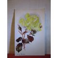 'verna mackay' ROSE used antique postcard by Ja...