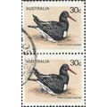 AUSTRALIA, BIRD, Pied Oystercatcher, light brow...