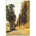 c.1960s postcard The Beech Hedge, Meikleour