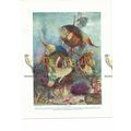 Angel Fishes, Book Illustration (Print), c1925