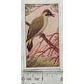 1920s Lente card No. 51 Groene Specht, Green Wo...