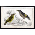 HORSFIELDS EURYLAIME 1850 Birds Oliver Goldsmit...