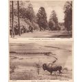 Bison Dukes Avenue Whipsnade Park 2x Old Postca...
