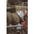 Princess Diana With Horse Cattle Can You Reach ...