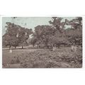 In Richmond Park London 1905 Dainty Series Post...