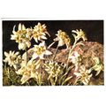 Vintage Colour Postcard - Edelweiss Flowers A 1676